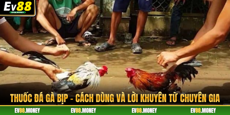Thuốc Đá Gà Bịp - Cách Dùng Và Lời Khuyên Từ Chuyên Gia